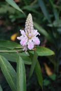 Alpinia oxyphylla